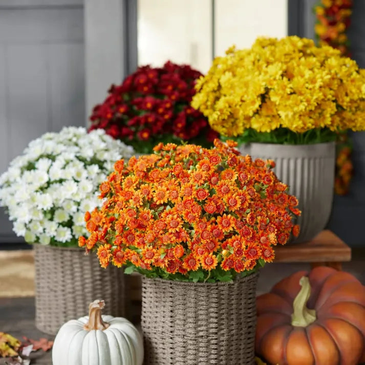 💥limited-time offe- Artificial Outdoor Sunset Mums Flowers - Waterproof, Windproof